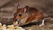 24 Hour & Emergency Exterminators in Inwood, WV